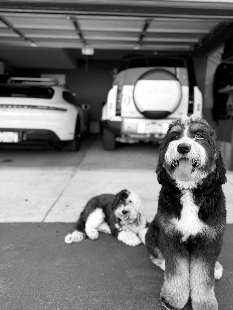Family dogs at the garage